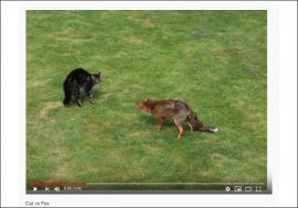 【YouTube厳選猫動画】猫が道端でキツネにばったり遭遇！  一触即発な雰囲気に……