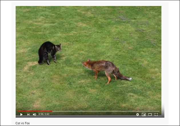 【YouTube厳選猫動画】猫が道端でキツネにばったり遭遇！  一触即発な雰囲気に……の画像1