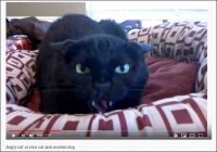 【YouTube厳選猫動画】なぜかキレまくる黒猫ちゃんに犬もビビりまくり「こ、怖すぎる……」