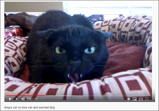 【YouTube厳選猫動画】なぜかキレまくる黒猫ちゃんに犬もビビりまくり「こ、怖すぎる……」の画像1