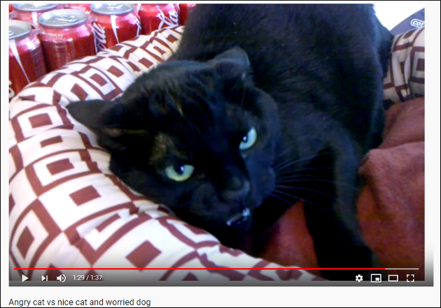 【YouTube厳選猫動画】なぜかキレまくる黒猫ちゃんに犬もビビりまくり「こ、怖すぎる……」の画像2