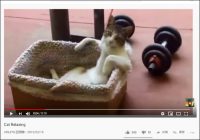 【YouTube厳選猫動画】「完全に中身おじさんでしょ」 人間みたいな座り方をする猫さん……