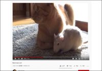 【YouTube厳選猫動画】トムとジェリーは見習って！ ラブラブな猫とネズミ