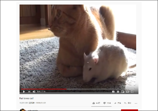 【YouTube厳選猫動画】トムとジェリーは見習って！ ラブラブな猫とネズミの画像1