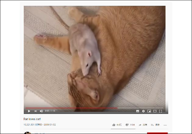 【YouTube厳選猫動画】トムとジェリーは見習って！ ラブラブな猫とネズミの画像2