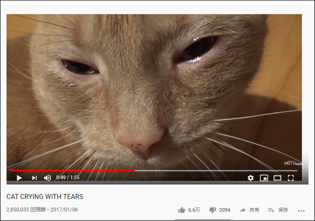【YouTube厳選猫動画】おもちゃなくしちゃった……悲しすぎて猫が号泣!?の画像1