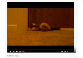 【YouTube厳選猫動画】これは眠れないわ……飼い猫のある悪癖とは？