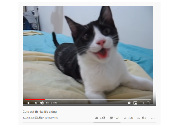 【YouTube厳選猫動画】もはや犬より犬っぽい!? リアクションが完全に犬な猫の画像1