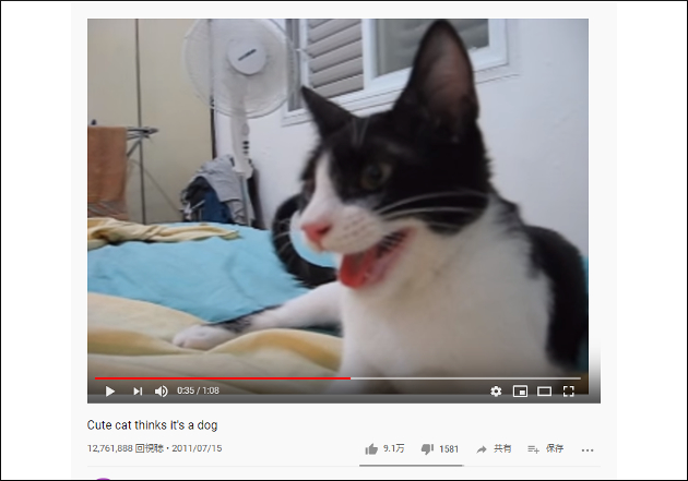 【YouTube厳選猫動画】もはや犬より犬っぽい!? リアクションが完全に犬な猫の画像2