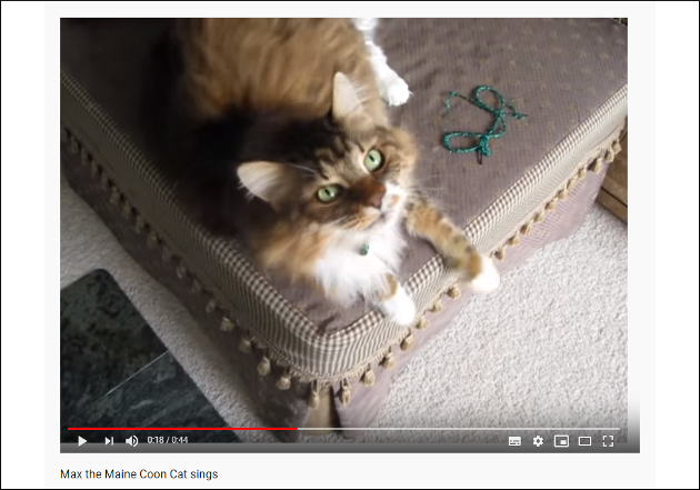 【YouTube厳選猫動画】タイミング完璧!? ご主人様とデュエットする猫の画像1