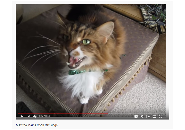 【YouTube厳選猫動画】タイミング完璧!? ご主人様とデュエットする猫の画像2