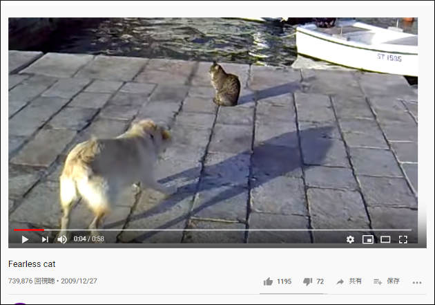 【YouTube厳選猫動画】こいつできる……！ 歴戦の戦士のような佇まいの猫ちゃんの画像1