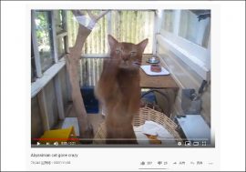 【YouTube厳選猫動画】そんなに外へ出たいの!? 無表情でガラスを叩きまくる猫