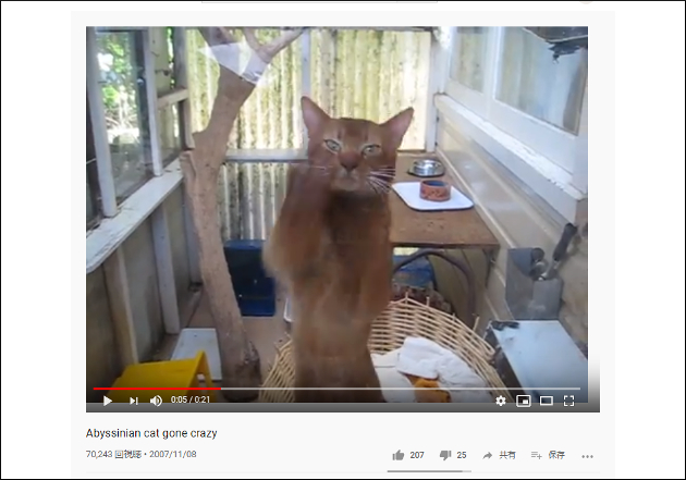 【YouTube厳選猫動画】そんなに外へ出たいの!? 無表情でガラスを叩きまくる猫の画像1