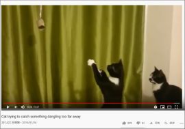 【YouTube厳選猫動画】ひたすら祈りを捧げる“黒猫”…… その様子を見守る猫の絵面がシュールすぎ！