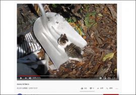 【YouTube厳選猫動画】丸っこさなら猫界一⁉　戯れるマンクスの子猫たち