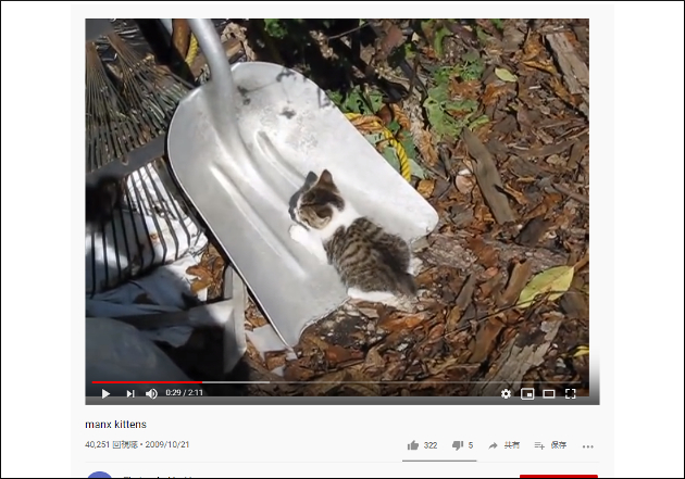 【YouTube厳選猫動画】丸っこさなら猫界一⁉　戯れるマンクスの子猫たちの画像1