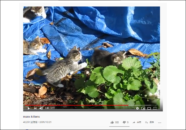 【YouTube厳選猫動画】丸っこさなら猫界一⁉　戯れるマンクスの子猫たちの画像2