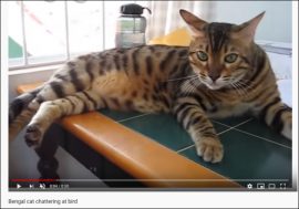 【YouTube厳選猫動画】独特な鳴き方のベンガル猫さん、鳥のモノマネをしていた!?