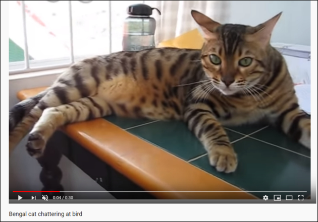 【YouTube厳選猫動画】独特な鳴き方のベンガル猫さん、鳥のモノマネをしていた!?の画像1
