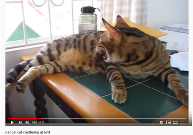 【YouTube厳選猫動画】独特な鳴き方のベンガル猫さん、鳥のモノマネをしていた!?の画像2