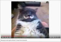【YouTube厳選猫動画】猫の顔に立派な“髭”が……そのお姿はまさに猫界の“髭男爵”!?