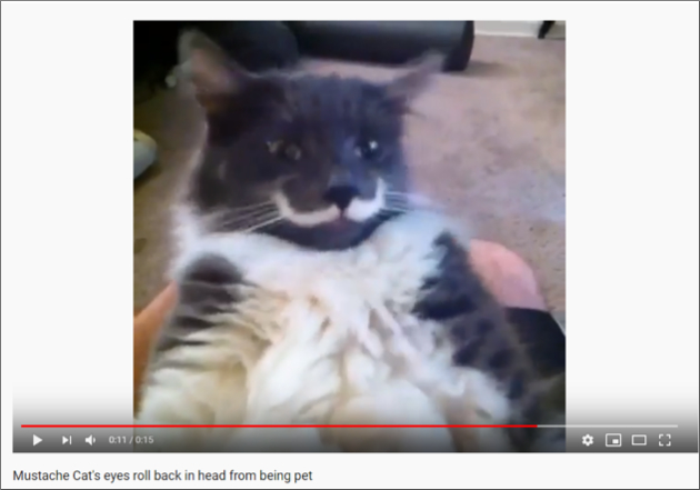 【YouTube厳選猫動画】猫の顔に立派な髭が……そのお姿はまさに猫界の髭男爵!?の画像2