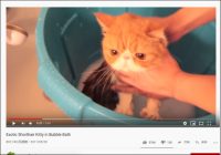 【YouTube厳選猫動画】まるまるとした猫様、悟ったような表情で体を洗われる
