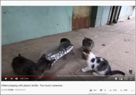 【YouTube厳選猫動画】小さな体がすっぽり！ ペットボトルを奪い合う子猫たち