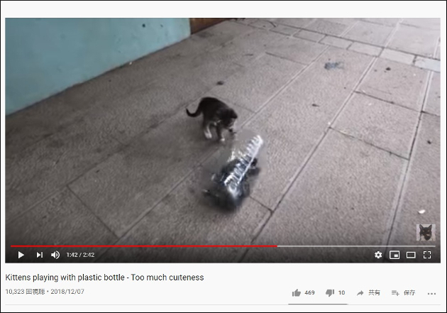 【YouTube厳選猫動画】小さな体がすっぽり！ ペットボトルを奪い合う子猫たちの画像2