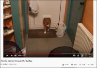 【YouTube厳選猫動画】トラブル発生！ 太りすぎて家に入れない猫さん……