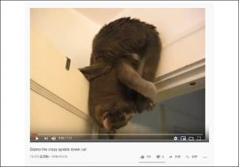 【YouTube厳選猫動画】クセがすごいんじゃ!!　変な格好で尻尾を舐める猫ちゃん