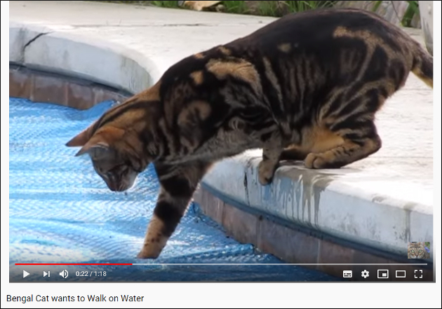【YouTube厳選猫動画】猫ちゃんが水上ウォークチャレンジするも……の画像1