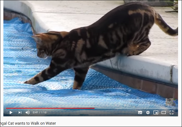 【YouTube厳選猫動画】猫ちゃんが水上ウォークチャレンジするも……の画像2
