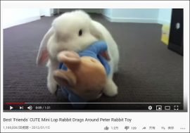 【YouTube厳選アニマル動画】胸キュン必至！ ウサギのぬいぐるみが大好きなウサギ