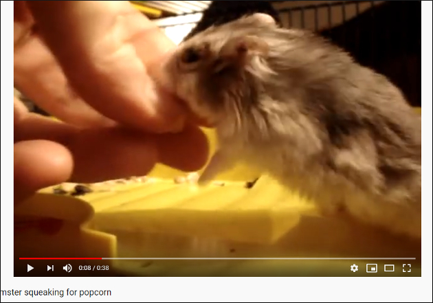 【YouTube厳選アニマル動画】ポップコーンが食べたすぎるハムスターがとった行動とは？の画像1