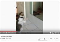 【YouTube厳選猫動画】鏡の前で臨戦態勢！ 見事なファイティングポーズを披露する猫