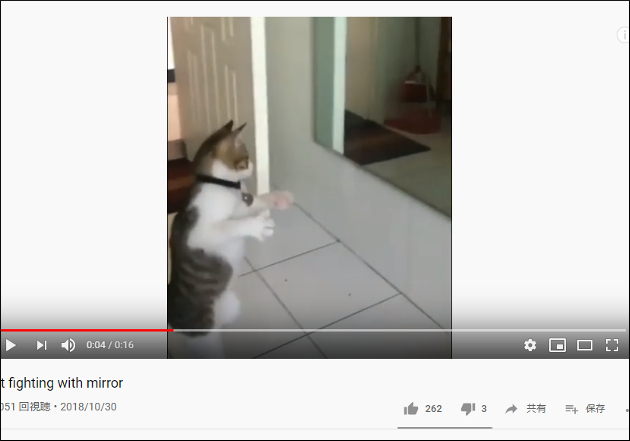 【YouTube厳選猫動画】鏡の前で臨戦態勢！ 見事なファイティングポーズを披露する猫の画像1