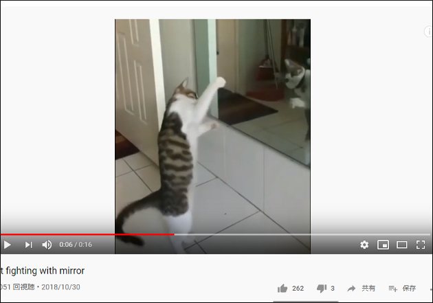 【YouTube厳選猫動画】鏡の前で臨戦態勢！ 見事なファイティングポーズを披露する猫の画像2
