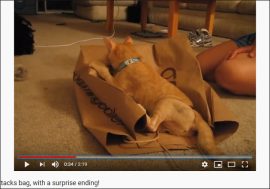 【YouTube厳選猫動画】猫が思わぬドッキリに⁉　紙袋で遊んでいると……