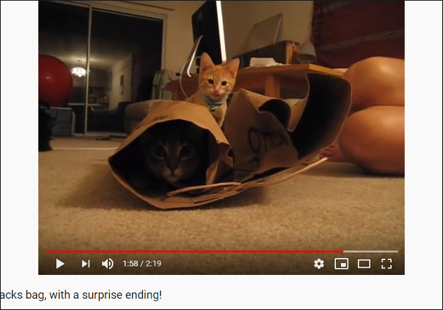 【YouTube厳選猫動画】猫が思わぬドッキリに⁉　紙袋で遊んでいると……の画像2