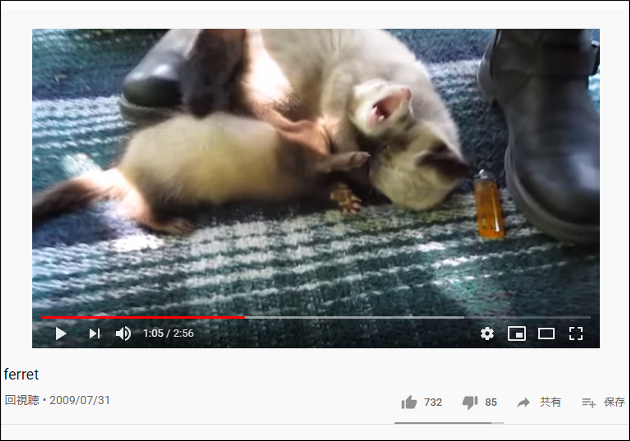 【YouTube厳選アニマル動画】まるでしっかり者のお兄さん!?　ヤンチャなフェレットをあしらう子猫の画像2