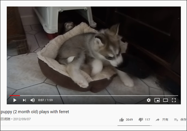 【YouTube厳選アニマル動画】期間限定のお遊び!? フェレットに遊んでもらうハスキーの子犬の画像1