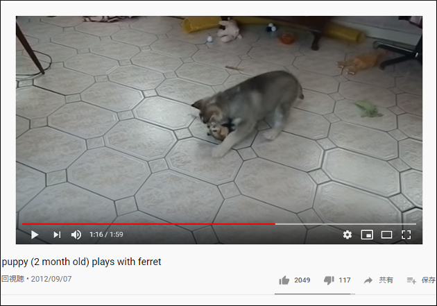【YouTube厳選アニマル動画】期間限定のお遊び!? フェレットに遊んでもらうハスキーの子犬の画像2