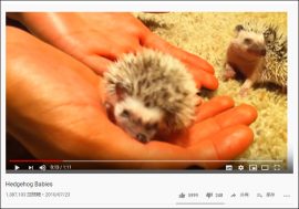 【YouTube厳選アニマル動画】超ド級のかわいさ！ ハリネズミの赤ちゃんが愛らしすぎる