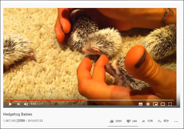 【YouTube厳選アニマル動画】超ド級のかわいさ！ ハリネズミの赤ちゃんが愛らしすぎるの画像2